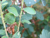 VivaTrap! PredaLure attracts beneficial insects to help combat spider mites