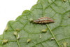 VivaTrap! PredaLure attracts beneficial insects to help combat spider mites