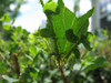 VivaTrap! PredaLure attracts beneficial insects to help combat spider mites