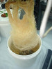 Mycostop WP treated roots in hydroponic system