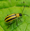 Striped Cucumber Beetle