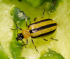 Striped Cucumber Beetle