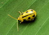 Spotted Cucumber Beetle