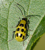 Spotted Cucumber Beetle