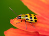 Spotted Cucumber Beetle