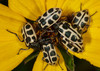 Spotted Cucumber Beetles