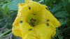 Cucumber Beetle foliage damage yellow flower