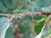 Attracts beneficial insects to help combat spider mites