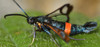 Mature Peach Tree Borer