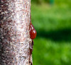 Peach Tree Borer damage to tree