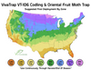 VivaTrap!  VT-106 Codling Moth & Oriental Fruit Moth Trap + Lure 2 pack 195893675272 Time To Deploy Map By USDA Zone