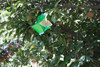 VivaTrap! Codling Moth & Oriental Fruit Moth Trap + Lure hanging in tree  VT-106