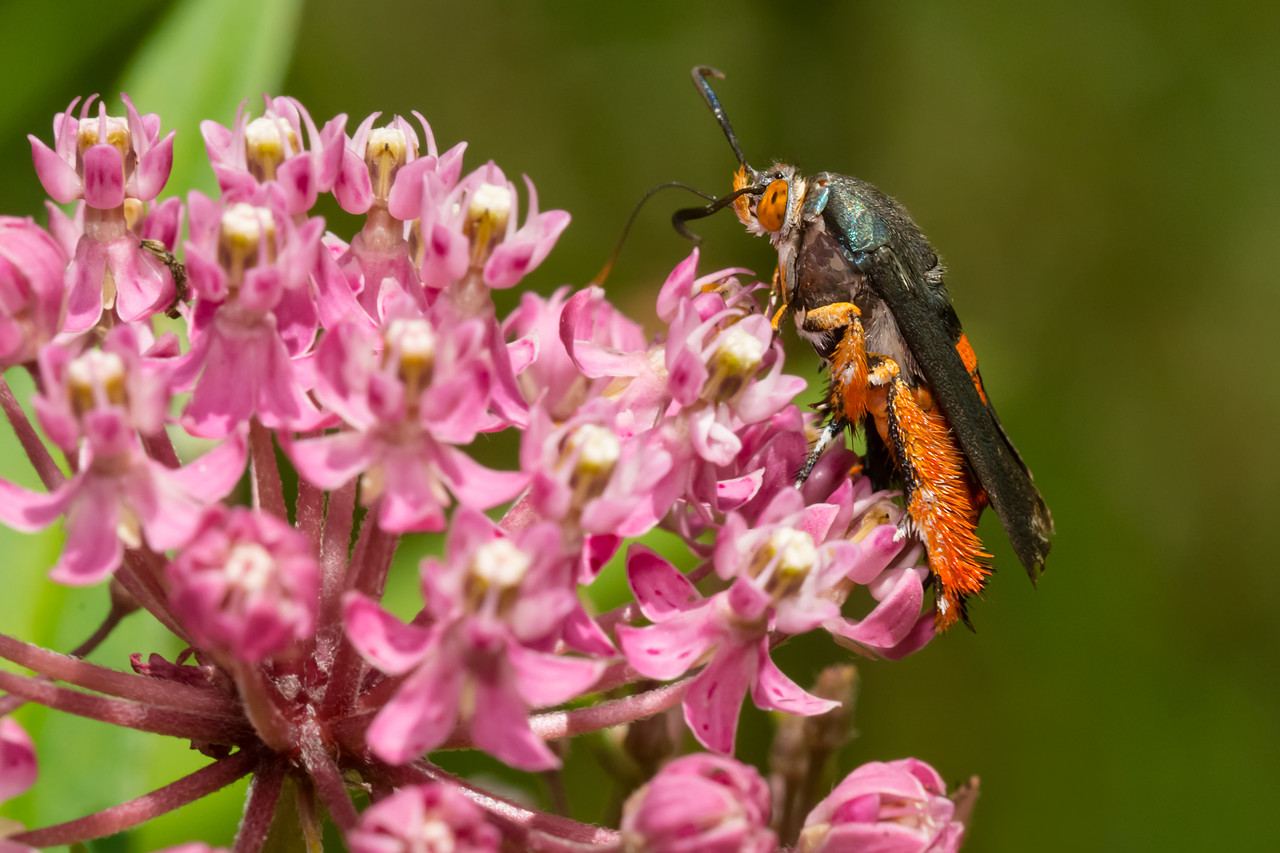VivaTrap! Squash Vine Borer Moth Trap + Lure (2 pack)