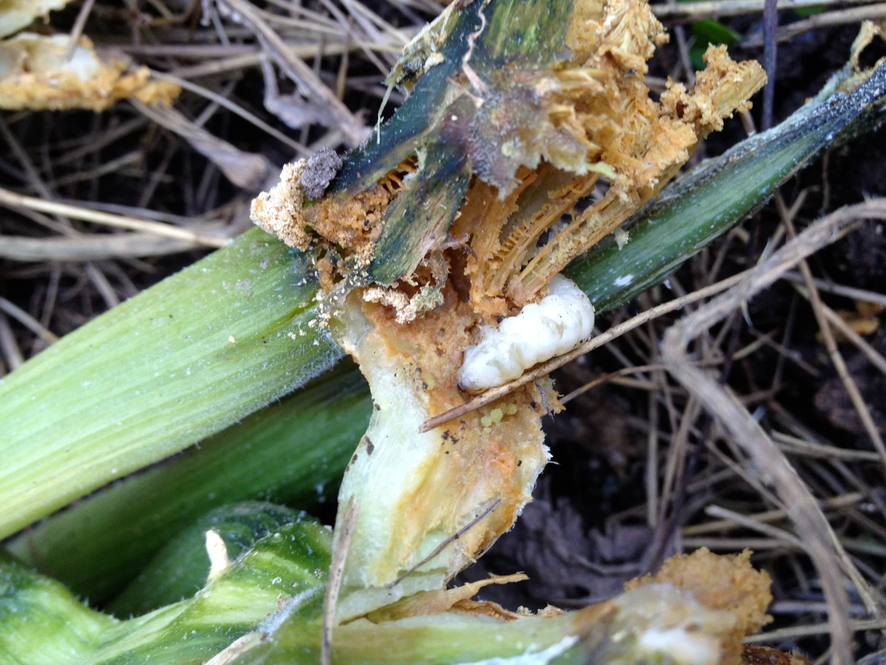 Squash Vine Borer Larvae