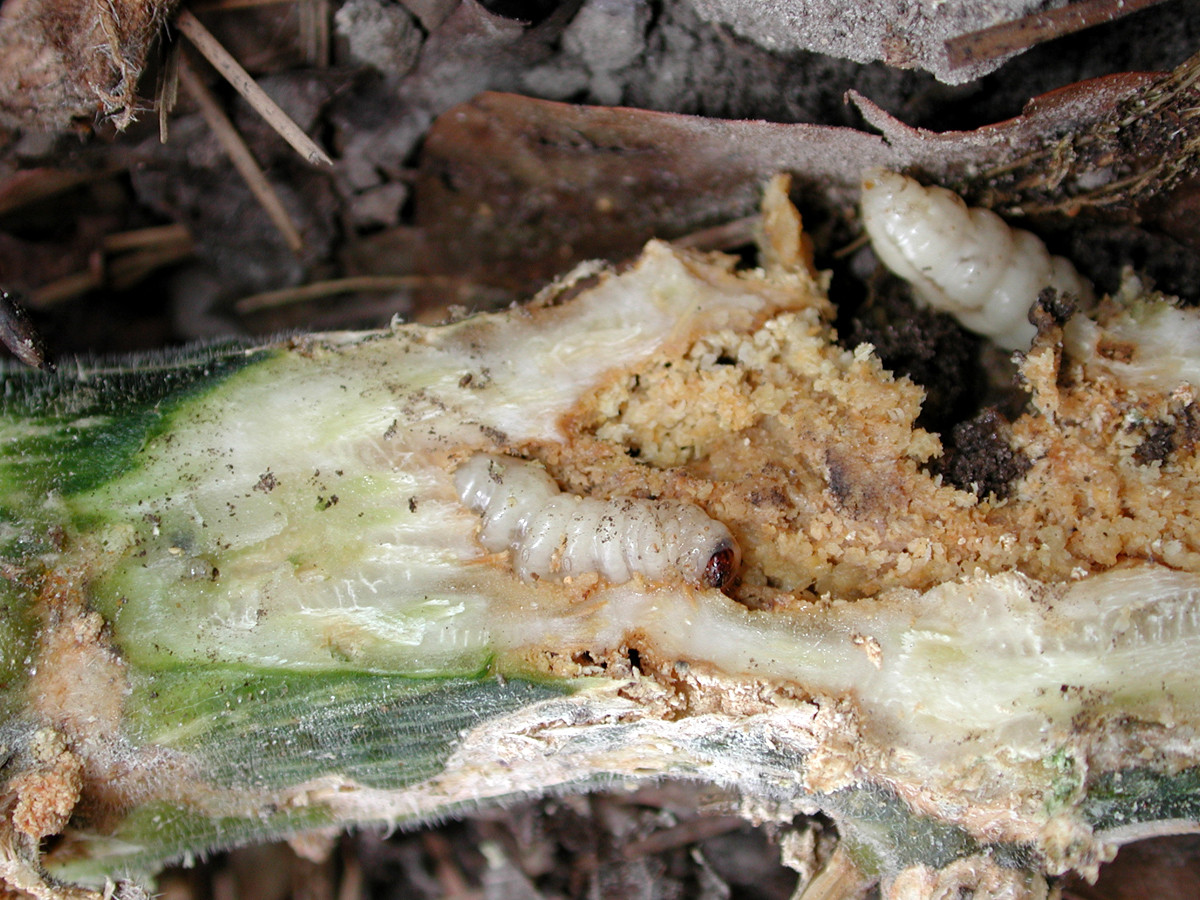 Squash Vine Borer Larvae