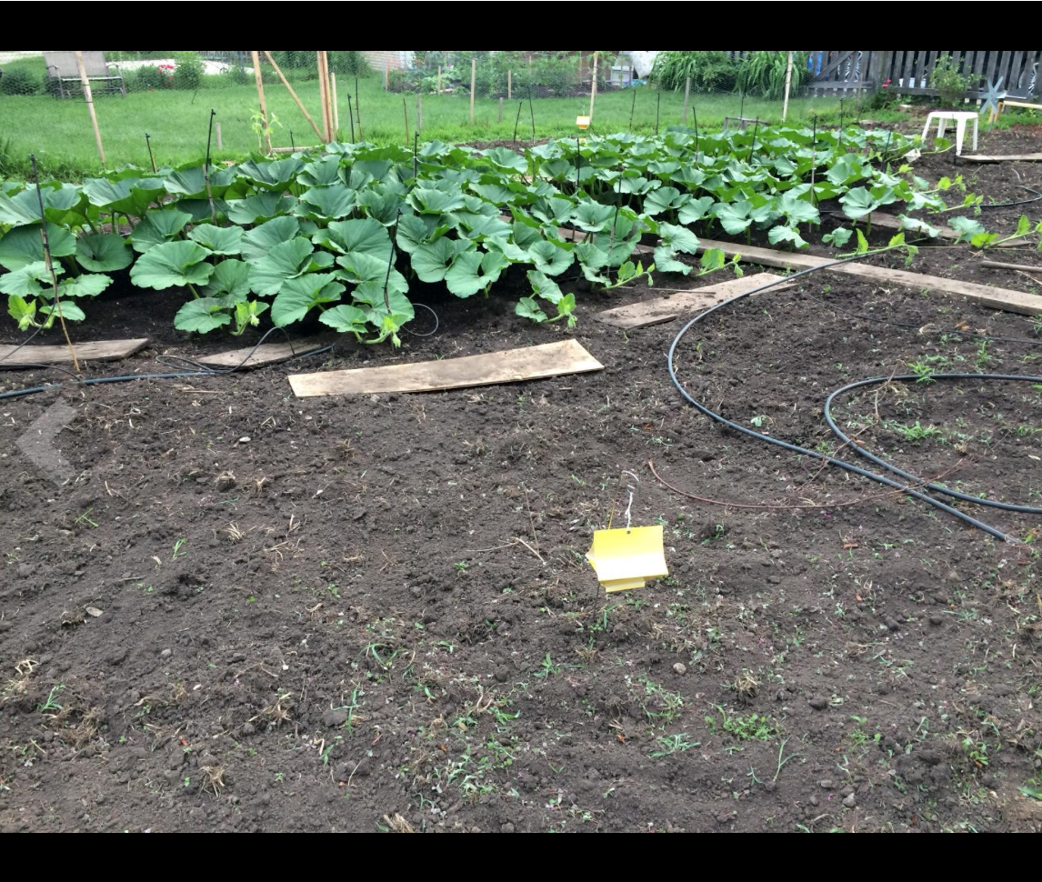 Squash Vine Borer Trap in field