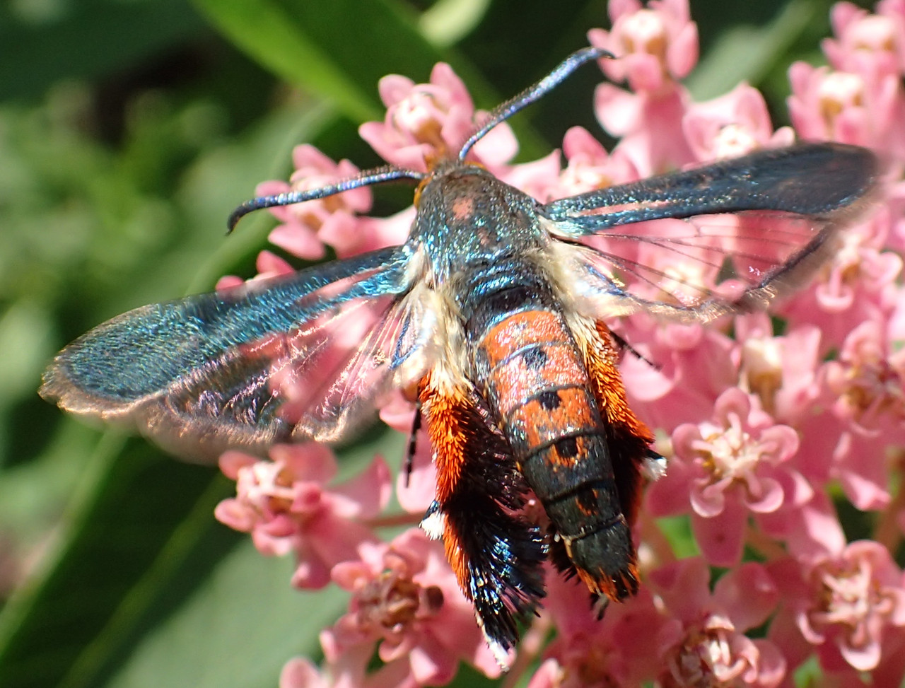 Mature Squash Vine Borer Wings Spread