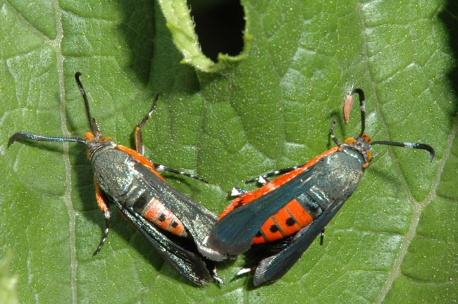 Mature Squash Vine Borer
