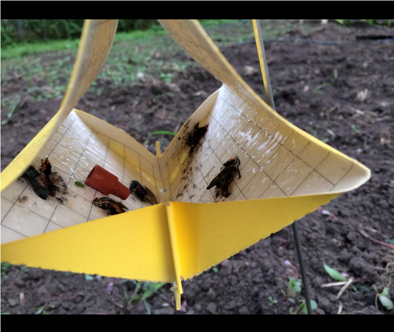 Squash Vine Borer Trap With Borers