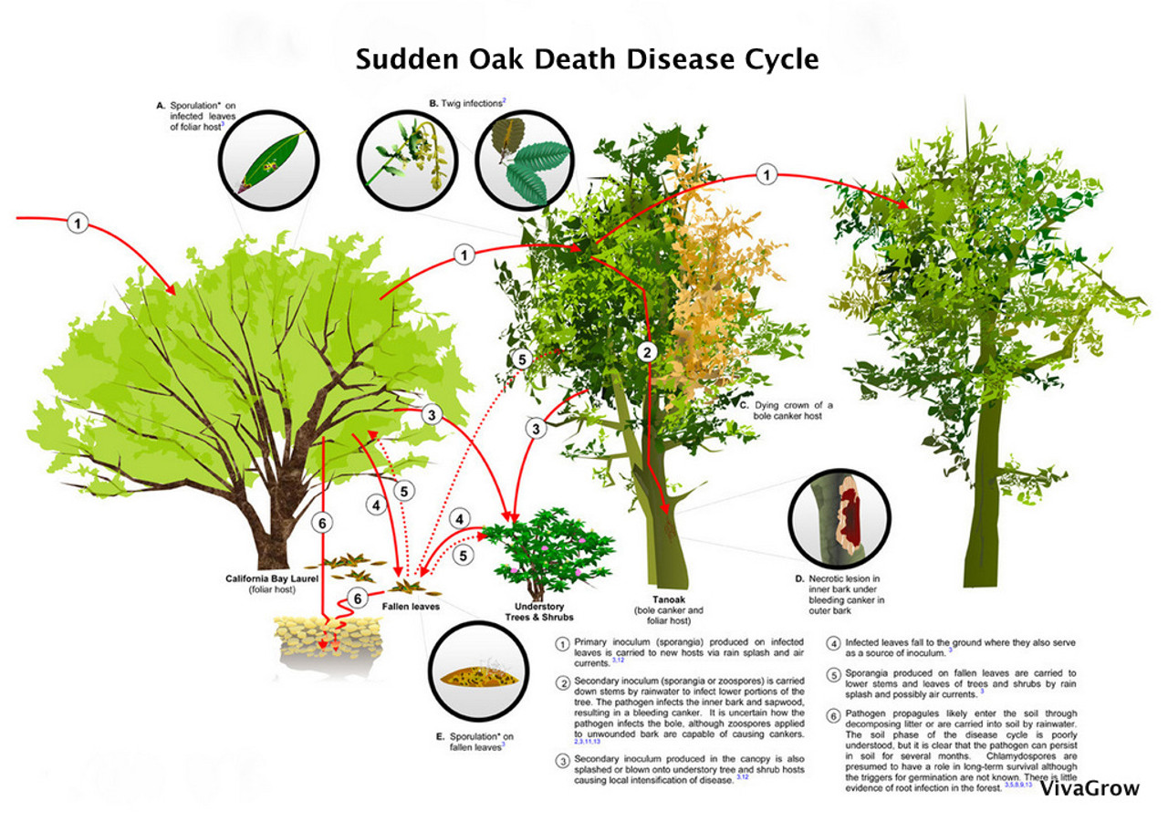 sudden oak death bleeding