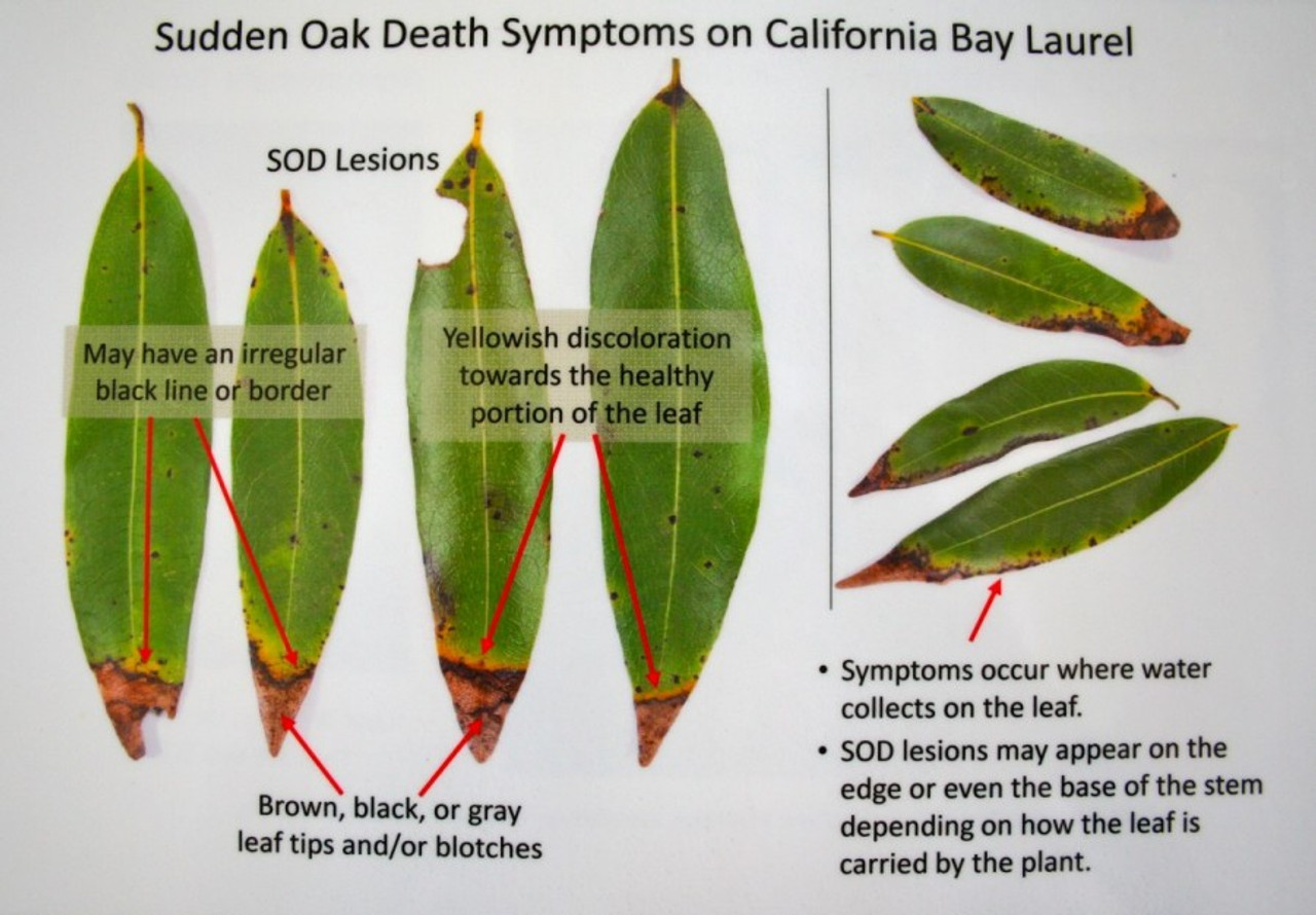 Sudden Oak Death Leaves