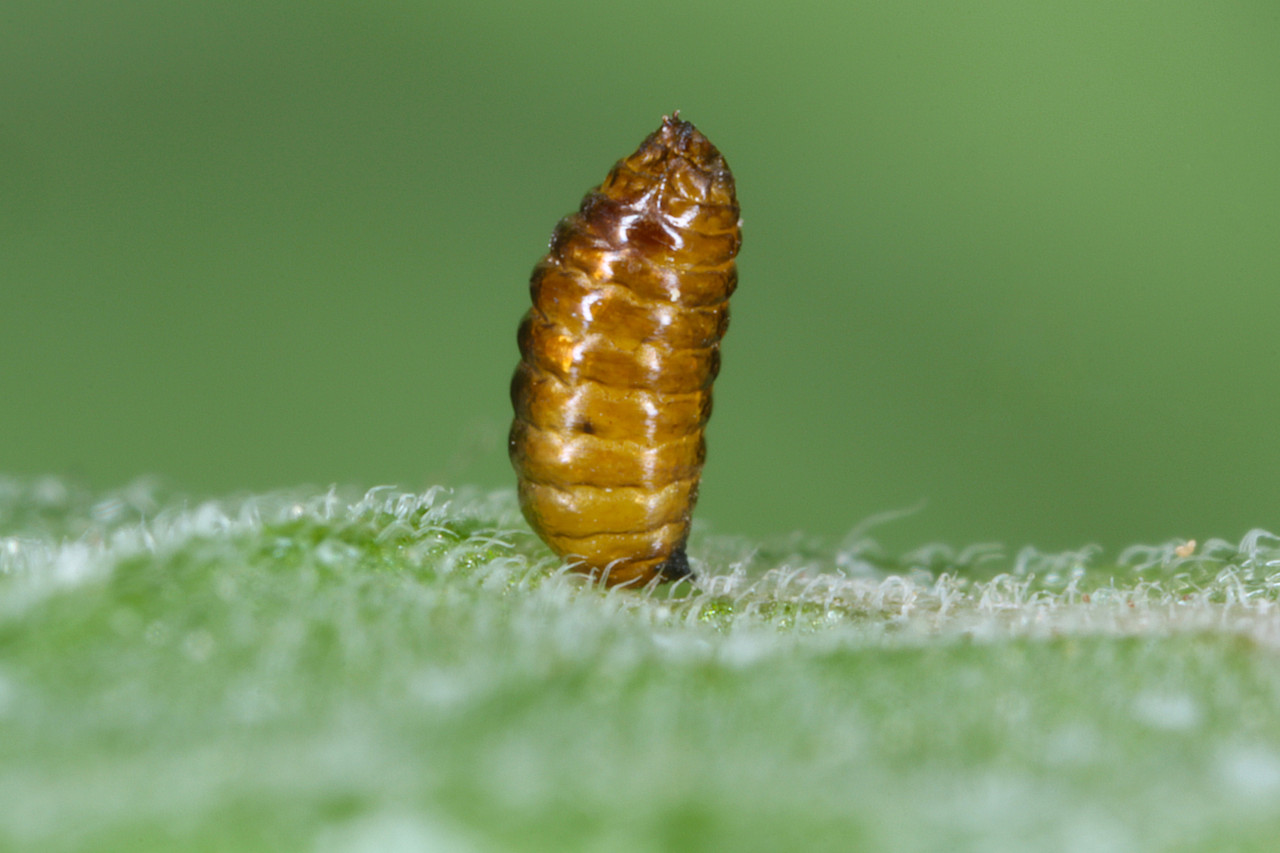 Citrus Leafminer Pupae
