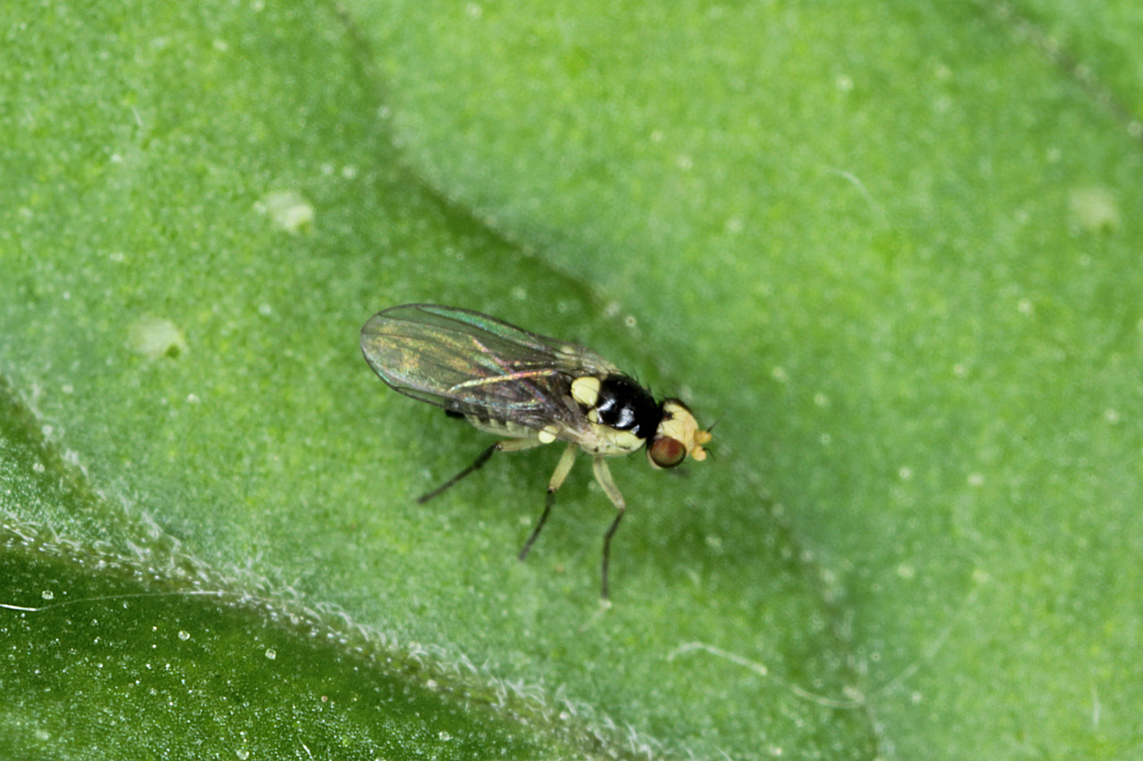 Mature Citrus Leaf Miner