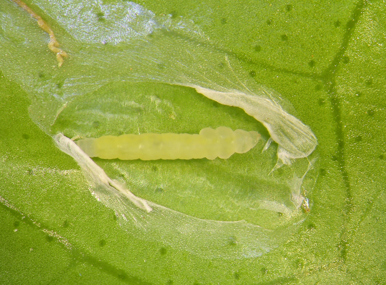 Citrus Leafminer Larvae