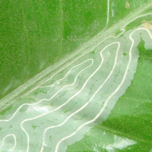 Citrus Leafminer Damage to Leaf