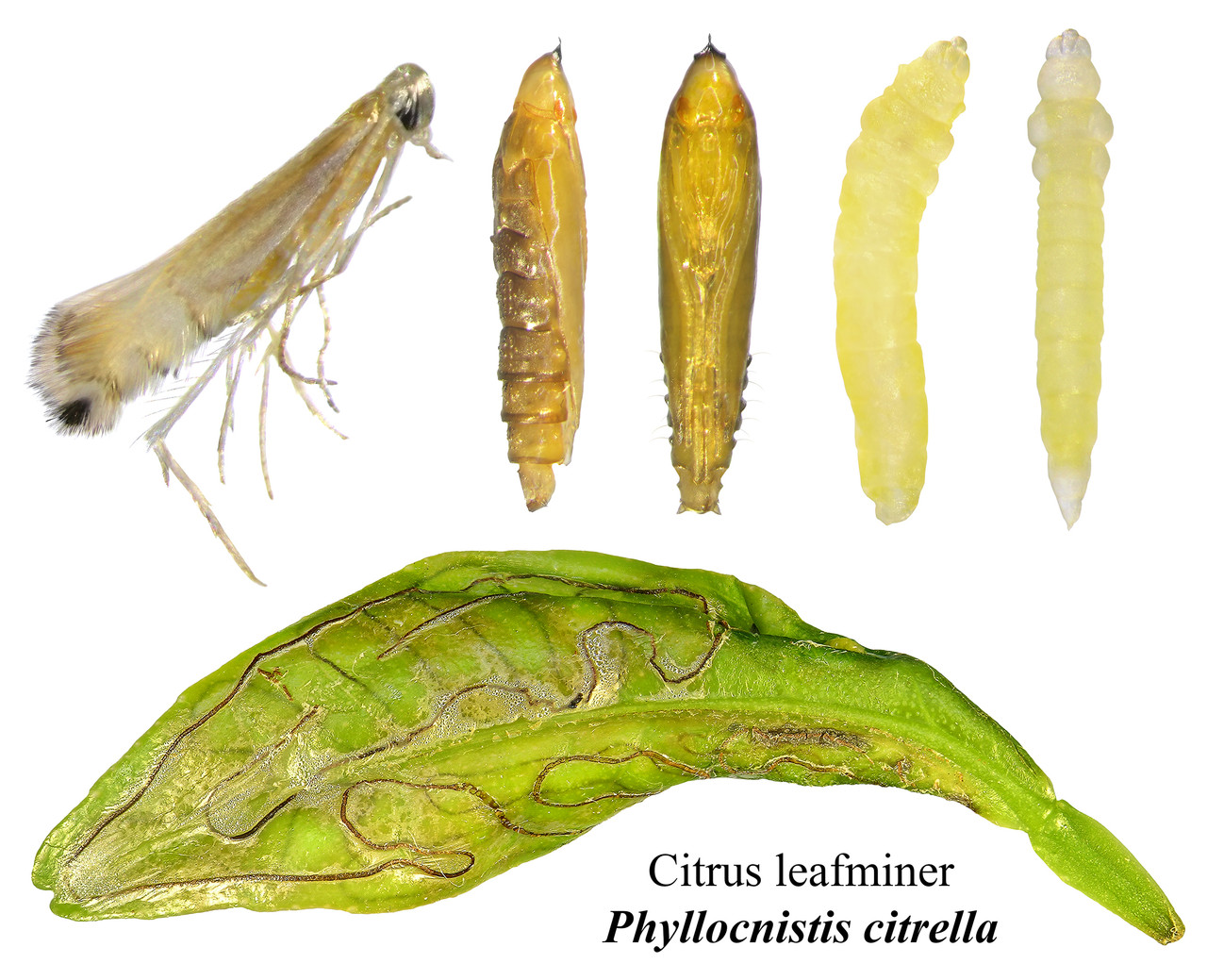 Citrus Leafminer Adult and Larvae