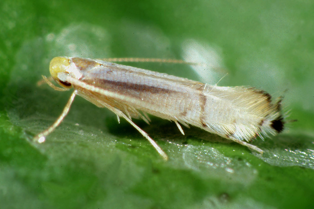 Mature Citrus Leafminer