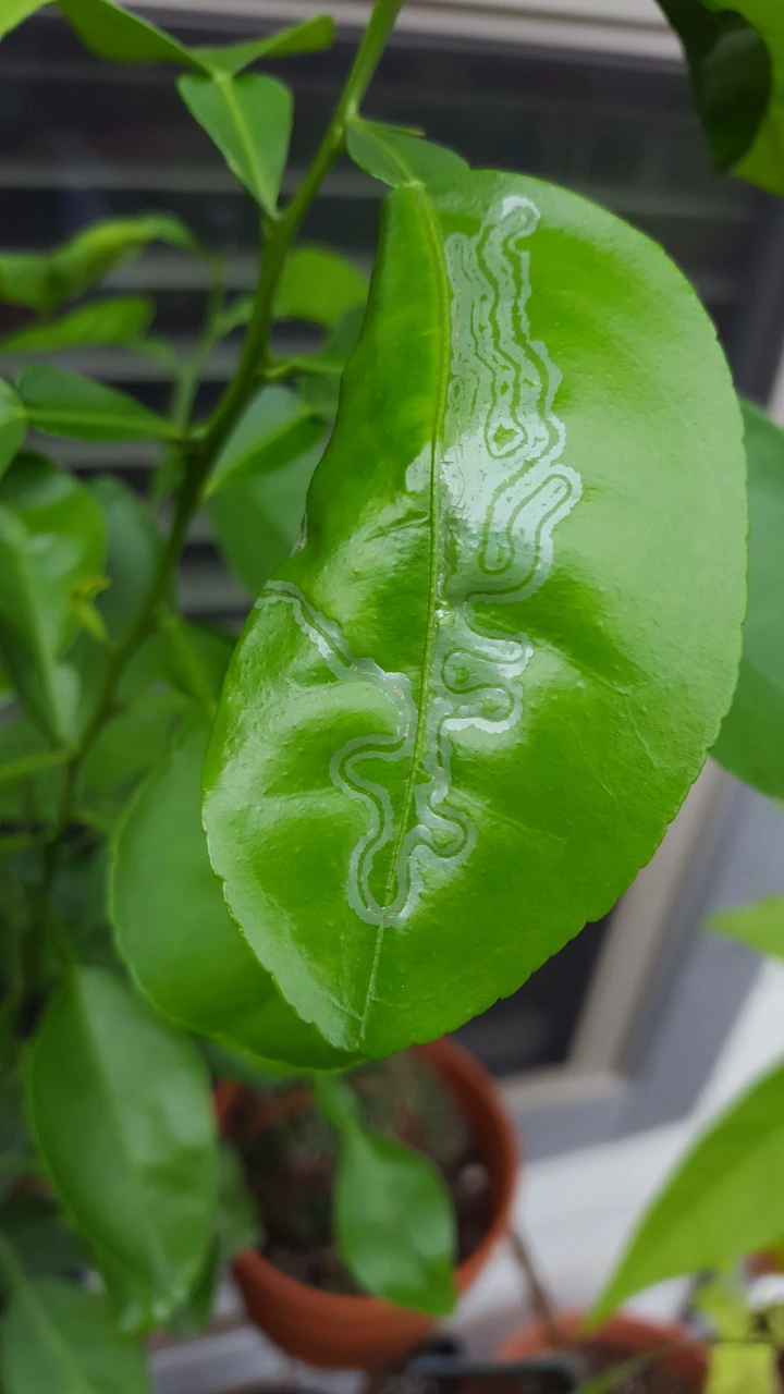 Citrus Leafminer Damage to Leaf