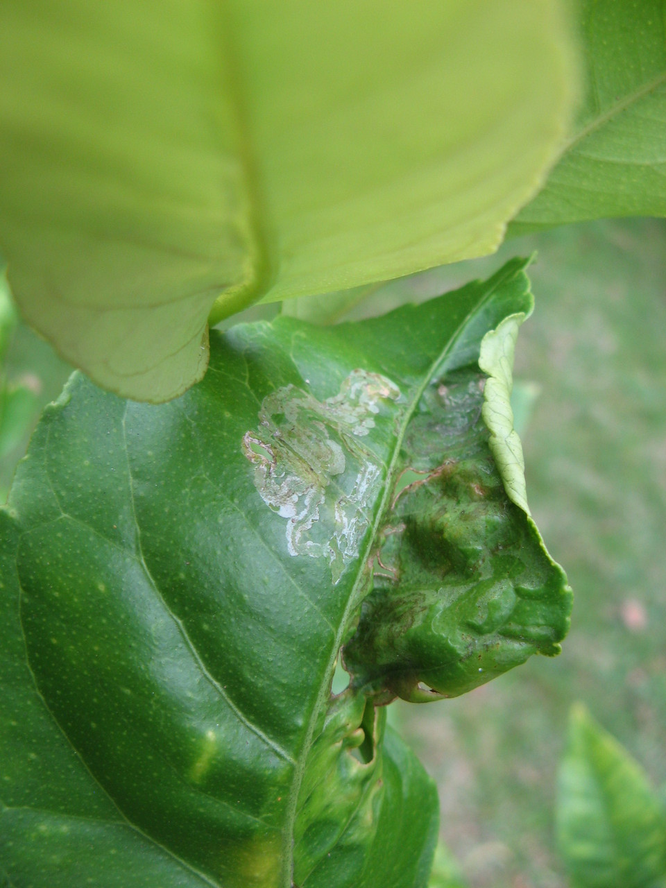 Citrus Leafminer Damage to Leaf