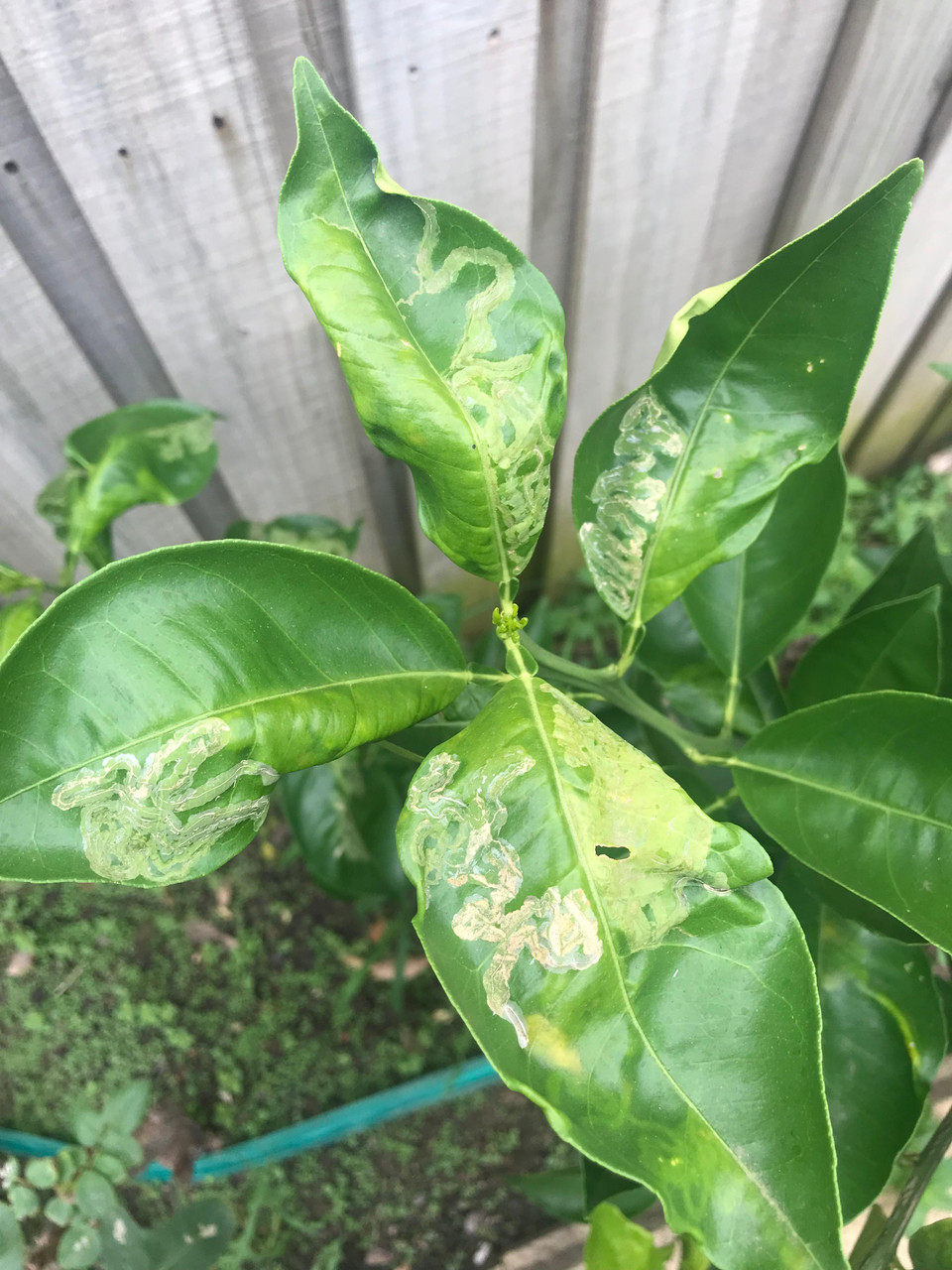 Citrus Leafminer Damage to Leaf