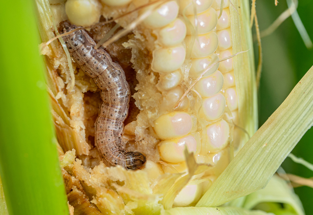 Advancing Fall Armyworm larvae damage