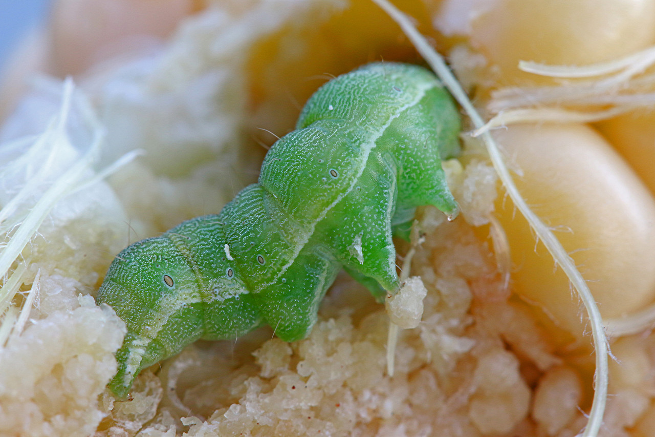 Corn Earworm larvae