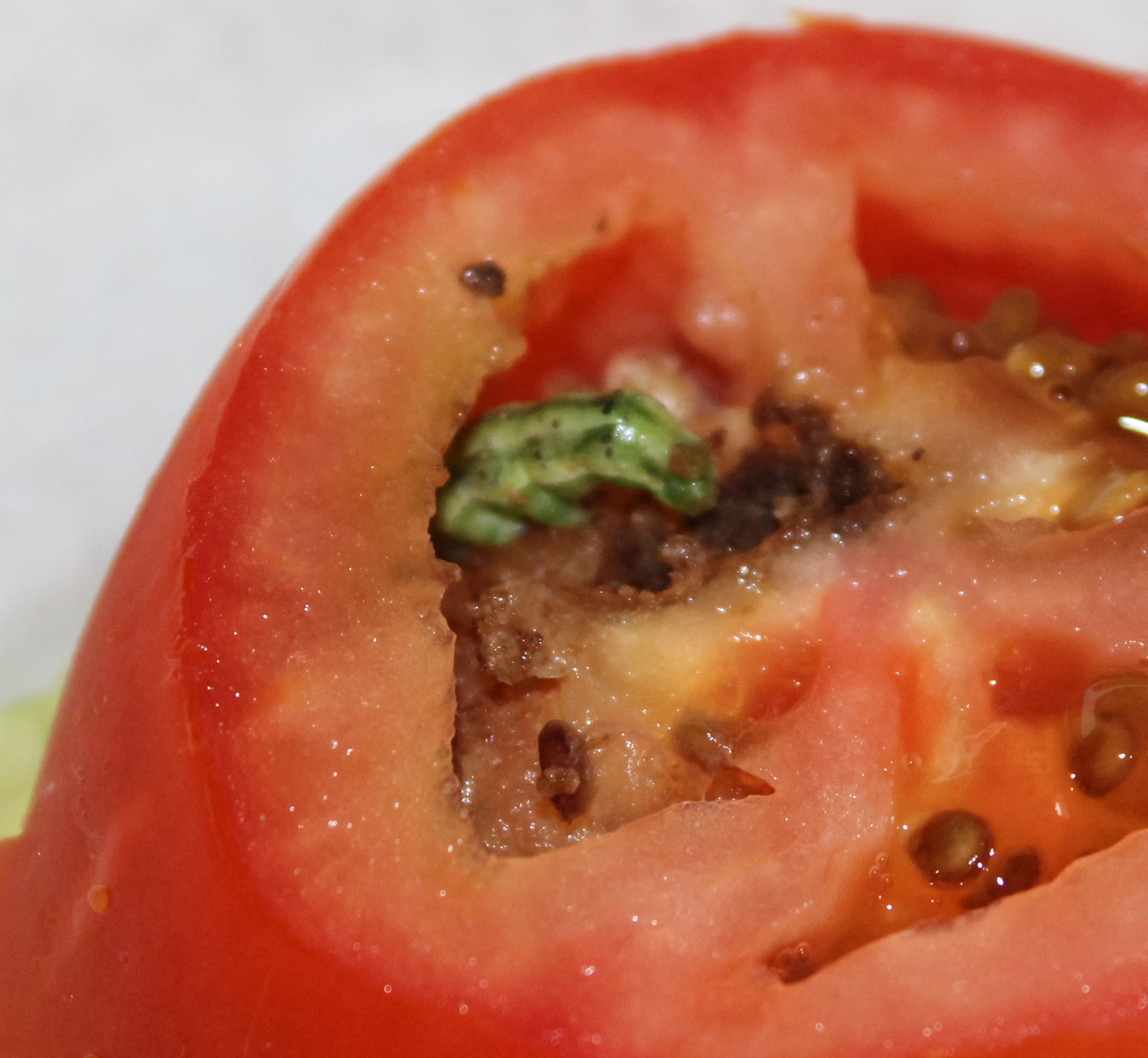 Tomato Fruitworm larvae on tomato fruit