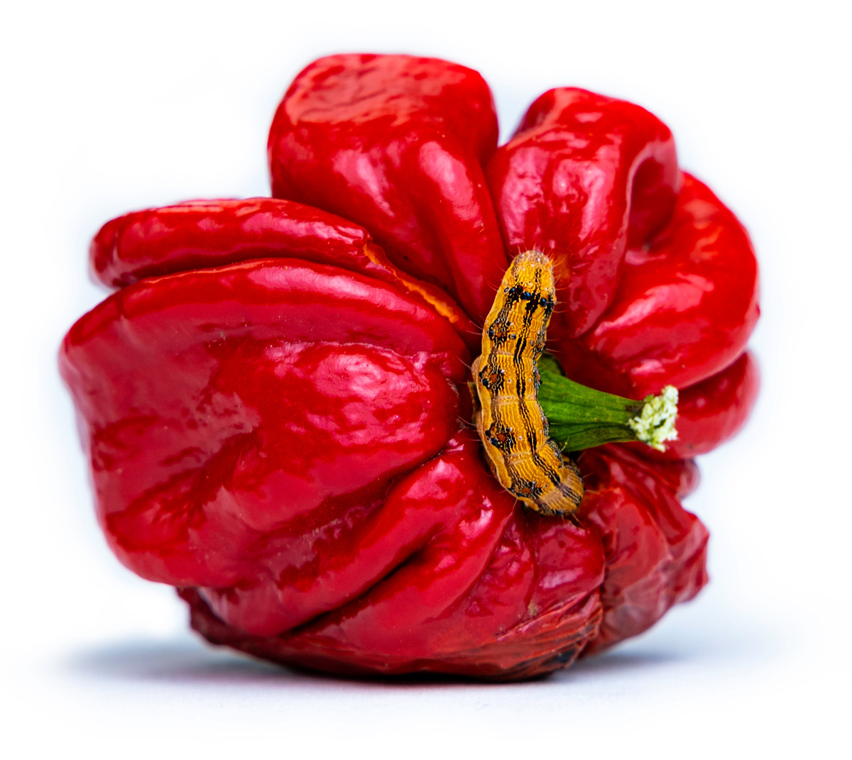 Corn Earworm larvae on red bell pepper