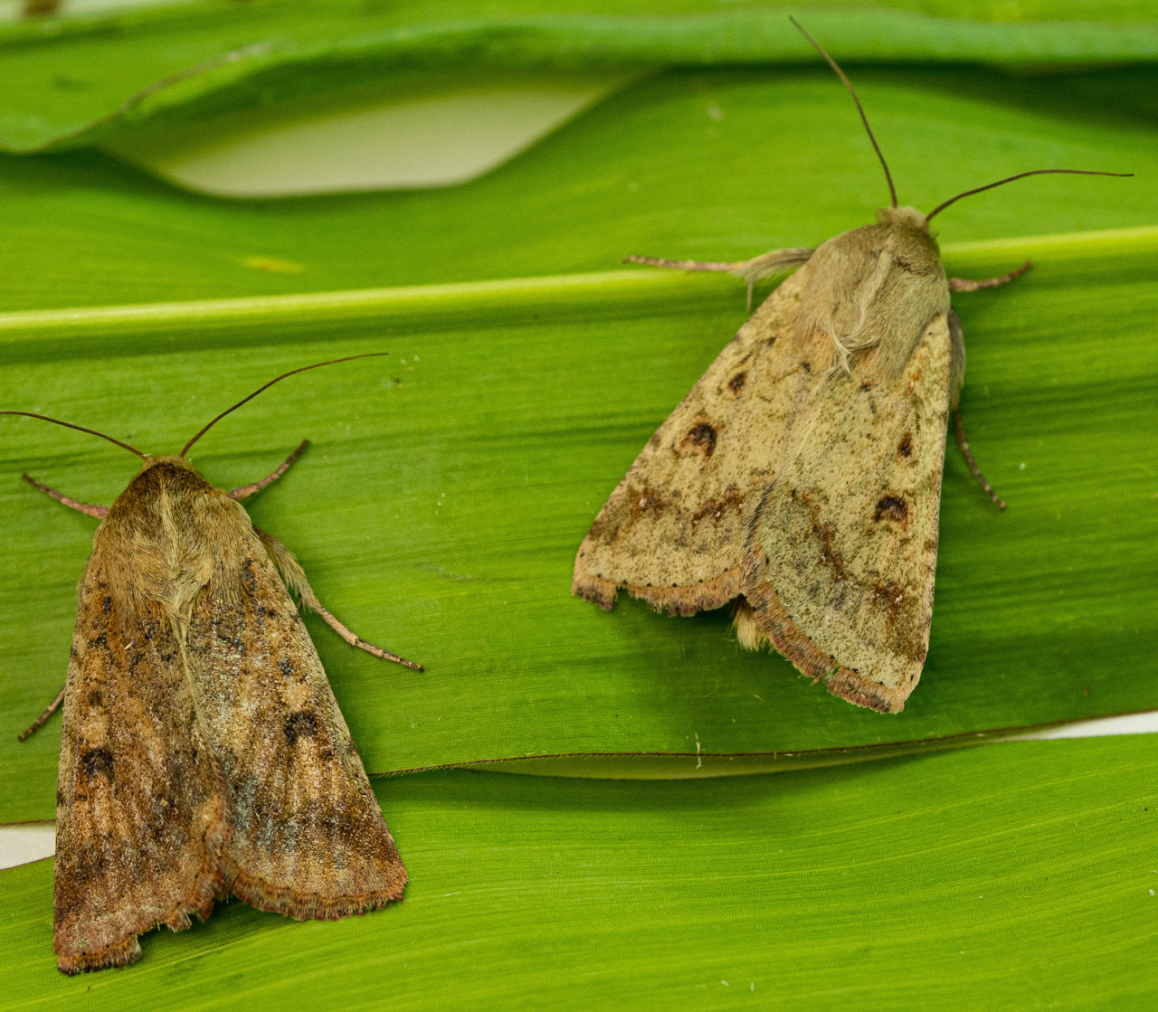 2 Corn Earworm Moths on green foliage