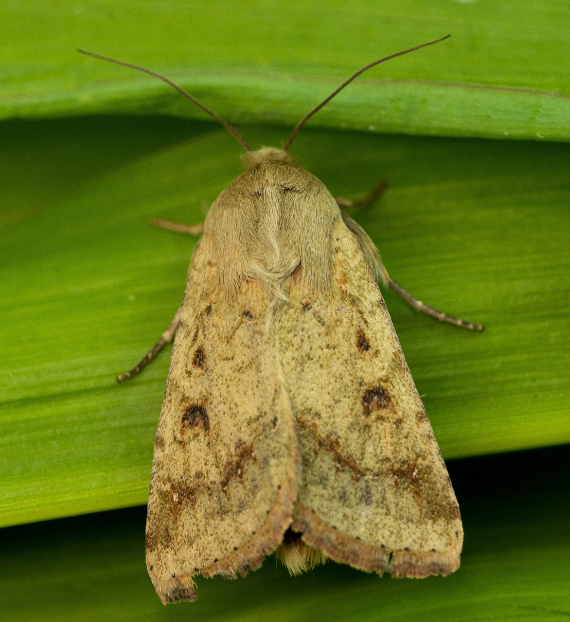 Corn Earworm Moth