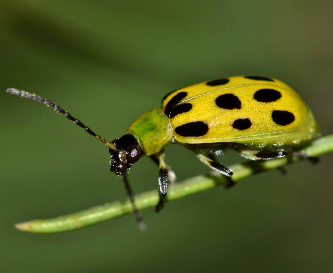 Spotted cucumber beetle