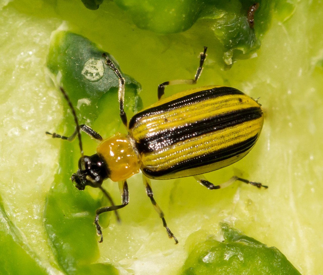 Striped cucumber beetle