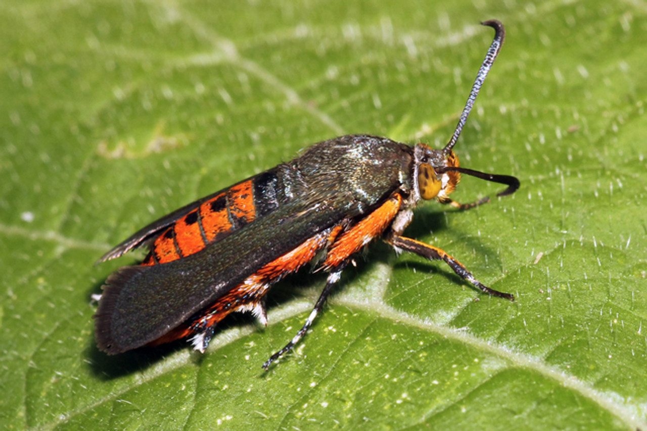 Adult Squash Vine Borer