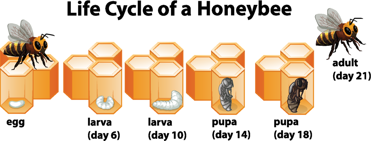 Honey Bee Lifecycle