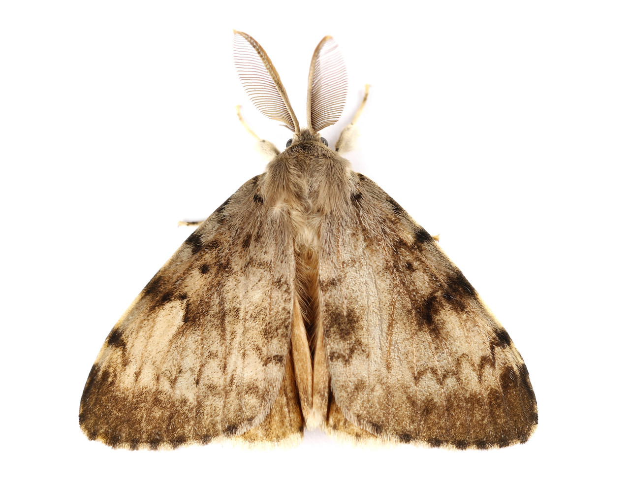 Mature Spongy Moth (Gypsy Moth)