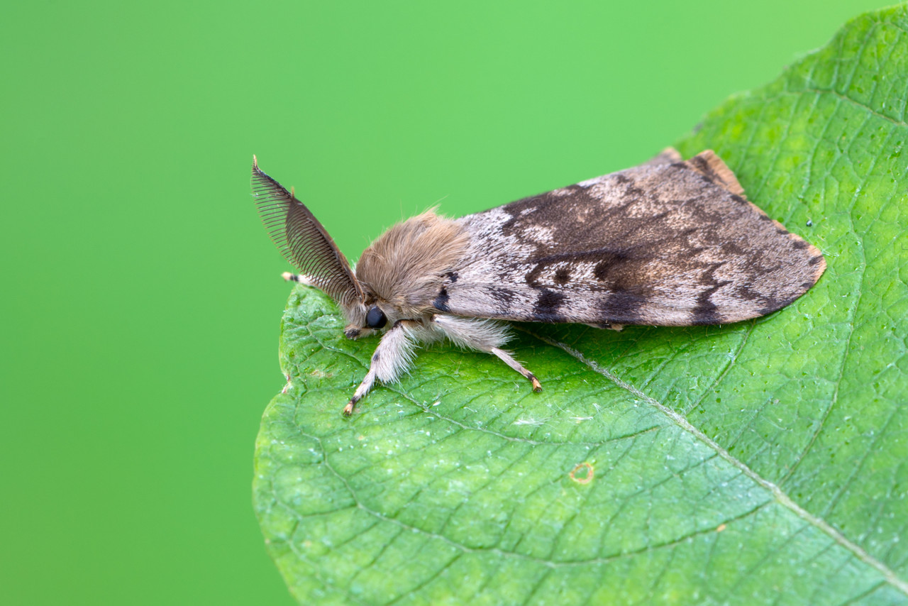 Mature Spongy Moth (Gypsy Moth) on leaf
