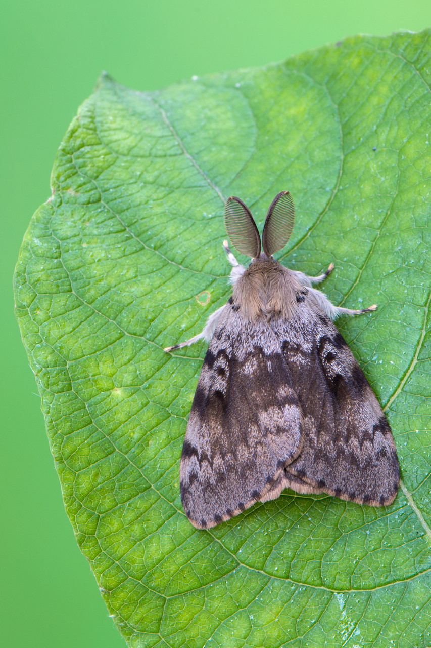 Mature Spongy Moth (Gypsy Moth) on leaf