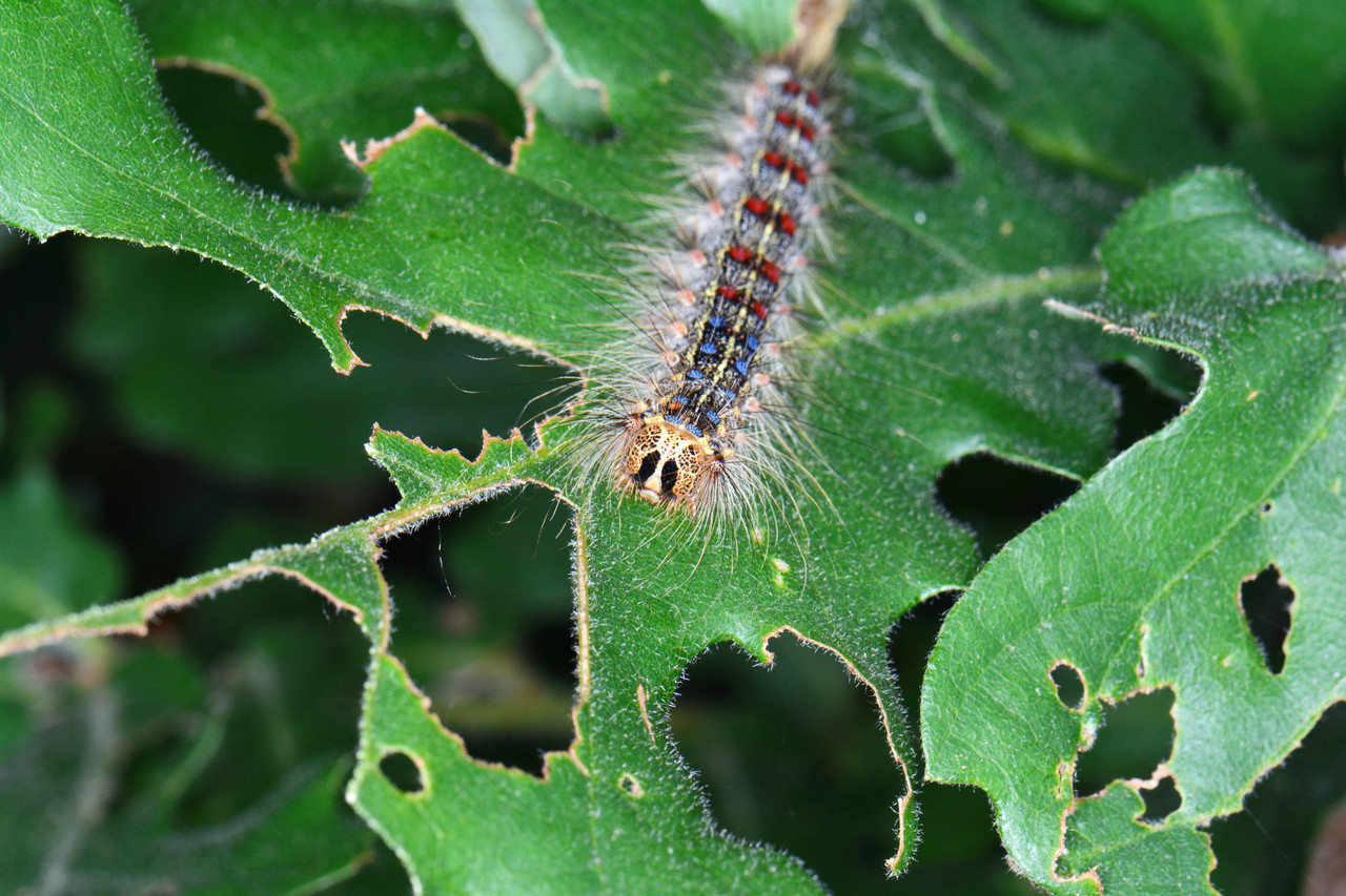 Spongy Moth (Gypsy Moth) Larvae on foliage