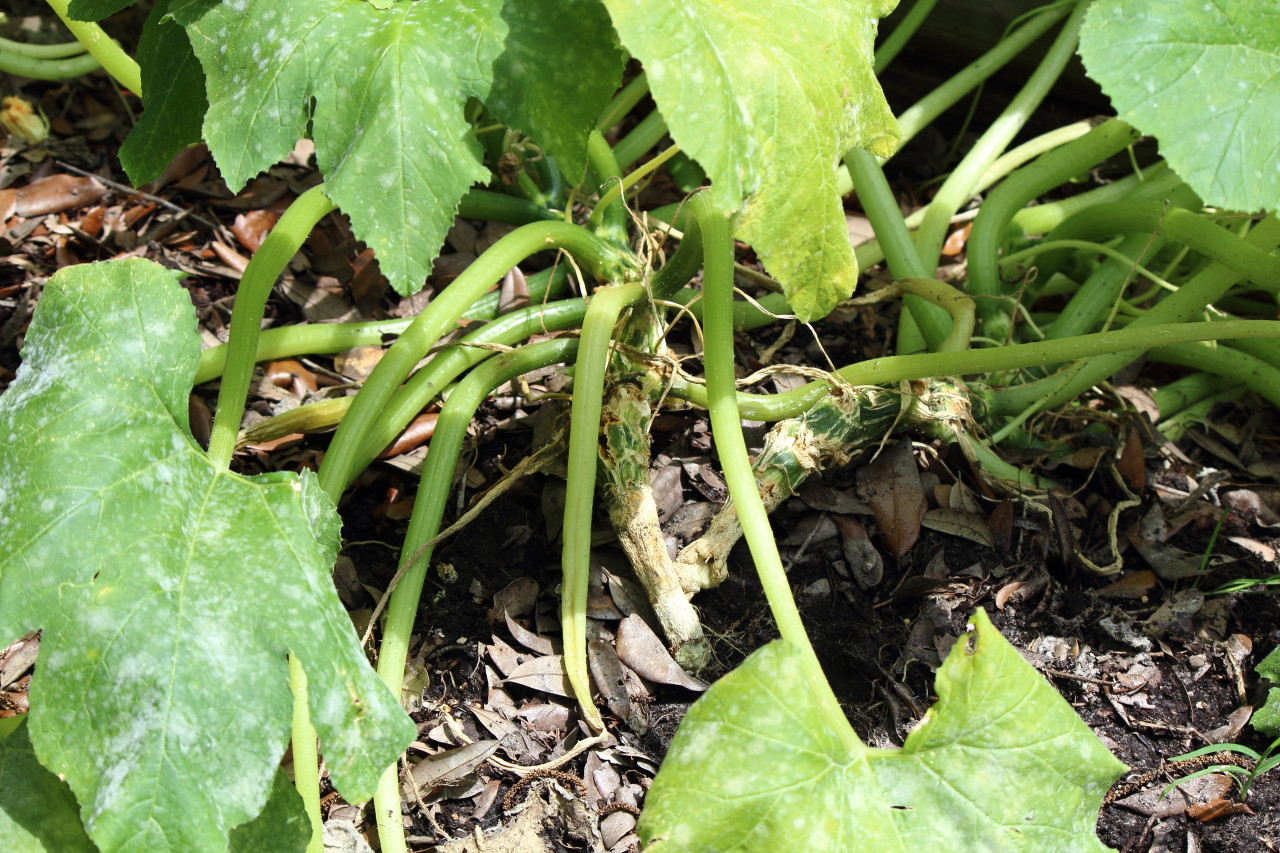 Squash Vine Borer Damage