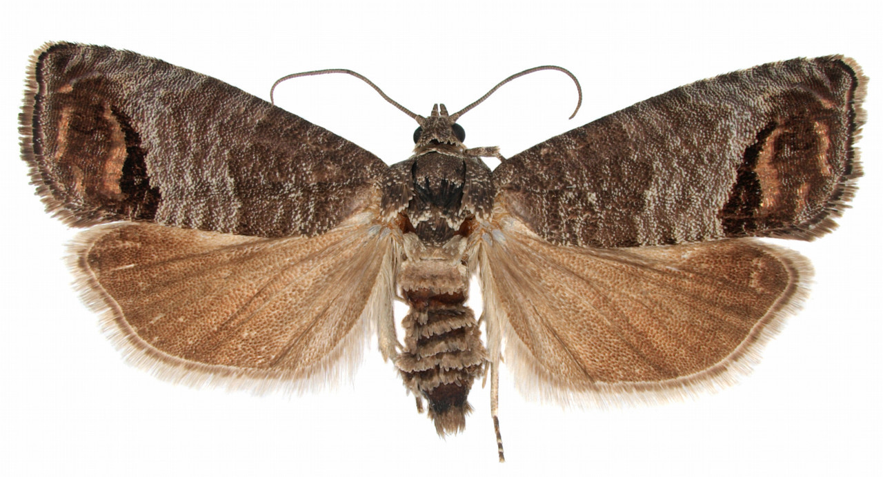 Mature Codling Moth